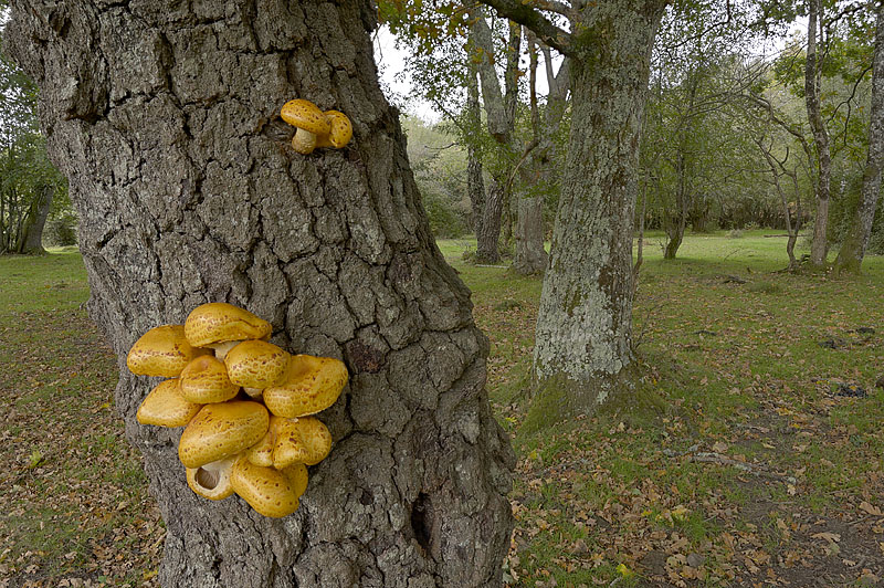 Pholiota limonella